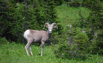 Big Horned Sheep
