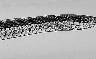 Garter Snake, Eastern