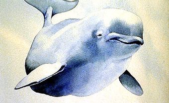 Beluga Whale (Ungava)