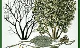 Alder