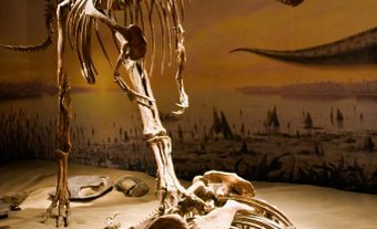 Squelette d’Albertosaurus