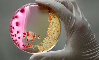 bacteries