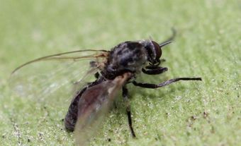 Black Fly (Simuliidae)