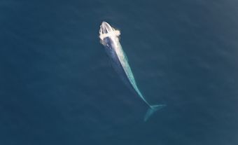Photo d'une baleine bleue faisant surface dans l'océan