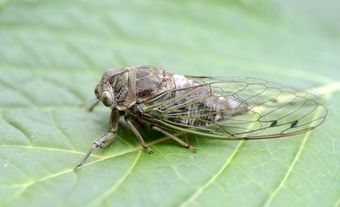 Common Dog Day Cicada (Neotibicen canicularis)