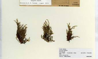 Macoun’s shining moss (Neomacounia nitida)