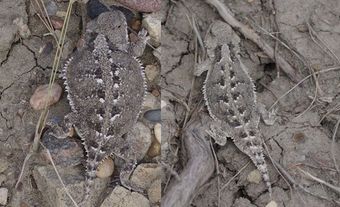 Male and Female Greater Short-Horned Lizards