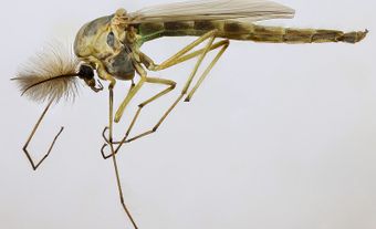 Non-Biting Midge (Chironomidae)