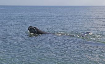 Baleine noire de l’Atlantique Nord (Eubalaena glacialis)