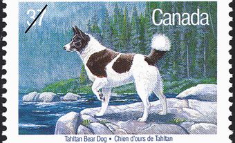 Tahltan Bear Dog Stamp