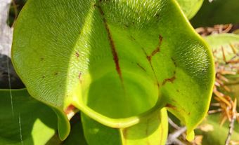 Top view of the pitcher of a pitcher plant.