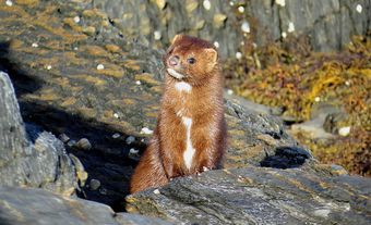 Reddish-brown mink with white beneath the chin.