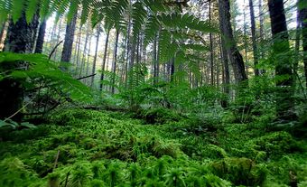 Mousse verte vibrante sur le sol d’une forêt.