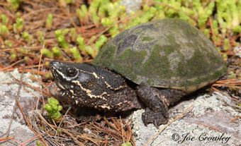 A dark-coloured turtle among rocks and pine needles during the day.
