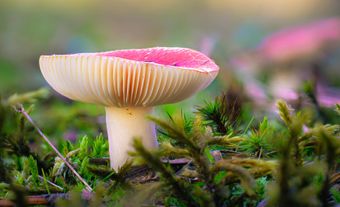 Un champignon Russula parmi la mousse.