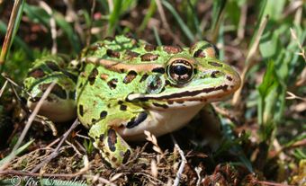 The Northern leopard frog is a green or brown frog covered in large, distinct spots.
