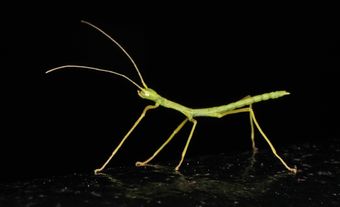 Stick insect against black background.