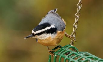 Red-breasted nuthatch on a birdfeeder.