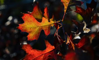Feuilles rouges d’un chêne de Shumard.
