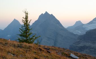 Petit arbre en montagnes.