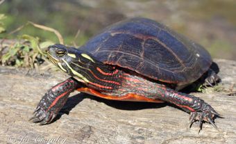 Front shot of an eastern painted turtle.