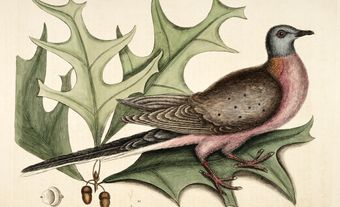 Illustration of the extinct passenger pigeon.