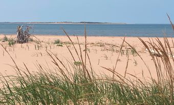 Grassy sand dunes.