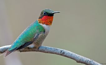 Colibri à gorge rubis