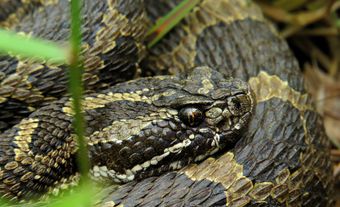Close-up of coiled rattlesnake.