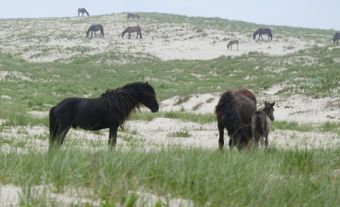Several horses on a windswept shrubby beach.