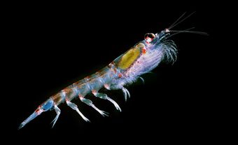 Gros plan d’un krill sur fond noir