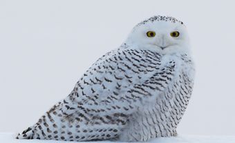 Harfang des neiges aux rayures brunes.