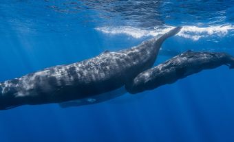 Two sperm whales, one smaller than the other, swimming.