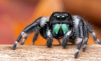 Black fuzzy spider on a branch.
