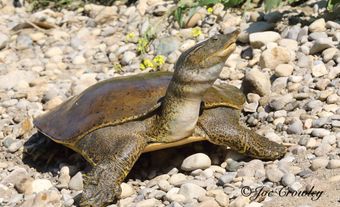 Une grosse tortue femme parmi les rochers en journée.