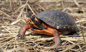 La tortue ponctuée doit son nom aux taches jaune vif ou jaune orangé sur sa carapace, sa tête et ses membres.