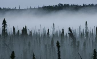 Paysage forestier brumeux.