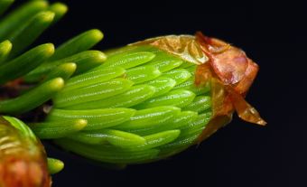 Gros plan d’un bourgeon d’épinette
