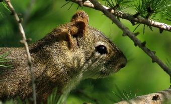 Red squirrel close up