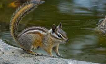 Petit tamia sur un rondin au bord de l’eau