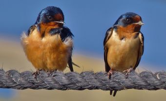Two barn swallows on a wire.
