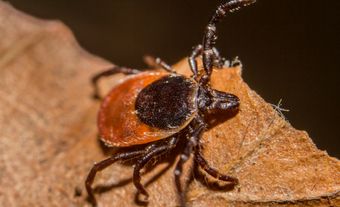 Lyme disease is caused by the bacterium Borrelia burgdorferi, which is spread to humans and other animals by infected black-legged ticks while they feed.