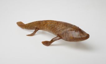 Tiktaalik’s skull is large, triangular from above and covered by a fine, ridged texture.