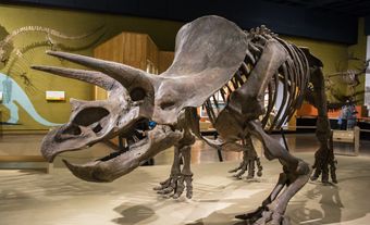 Triceratops specimen at the Cleveland Museum of Natural History, c. 2014.