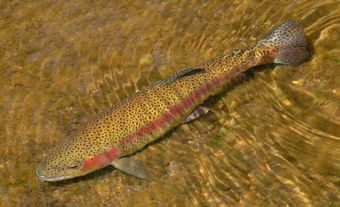 Grand poisson au dos tacheté et aux flancs rouge rosé nageant dans des eaux peu profondes.