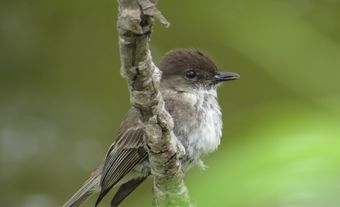 Phoebe perched on a branch with a flying insect in its beak.