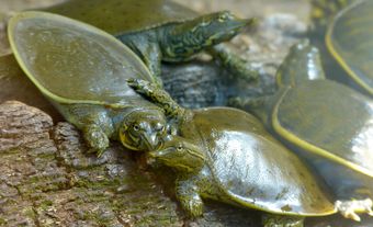 Plusieurs tortues juvéniles.