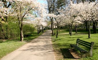 Une allée de cerisiers en fleurs dans le parc High à Toronto.
