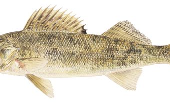 Illustration of a walleye.