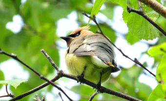 Cedar waxwing perched on branch among bright green leaves.